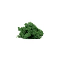 PHOCEALYS │Lichen stabilisé│vente aux pros│Grossiste