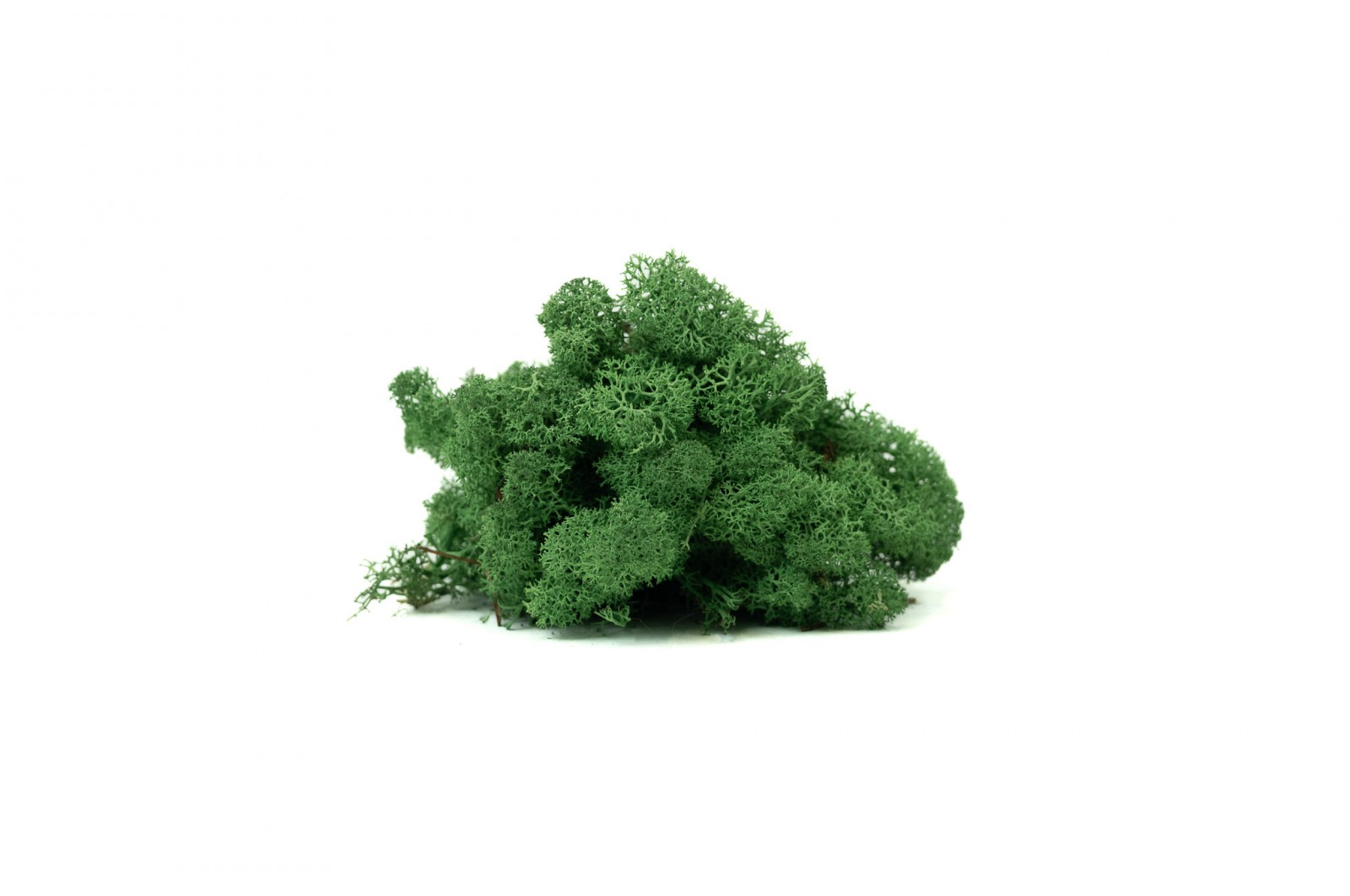 PHOCEALYS │Lichen stabilisé│vente aux pros│Grossiste