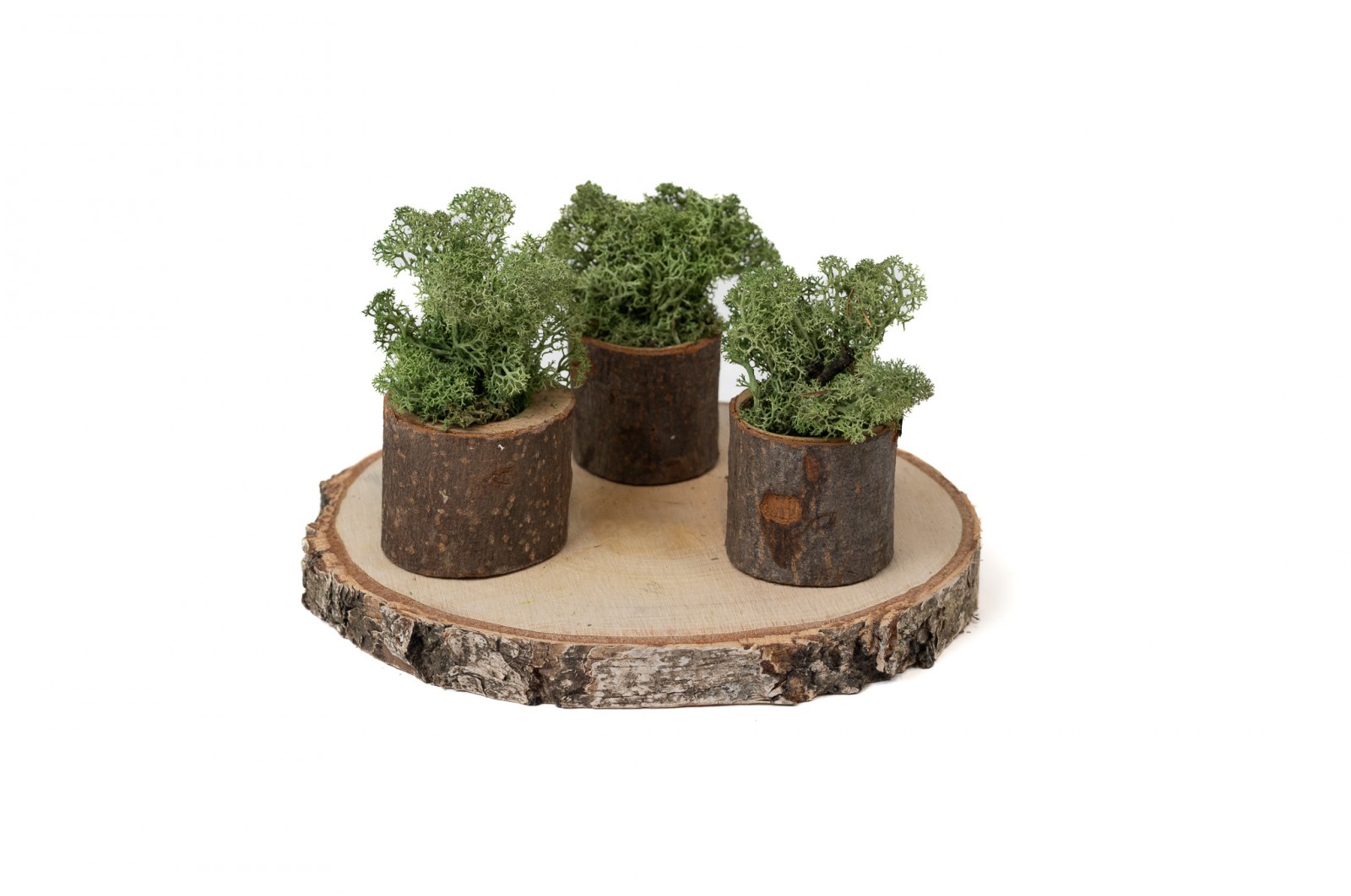 PHOCEALYS │Lichen stabilisé│vente aux pros│Grossiste
