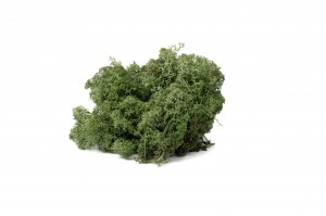 PHOCEALYS │Lichen stabilisé│vente aux pros│Grossiste