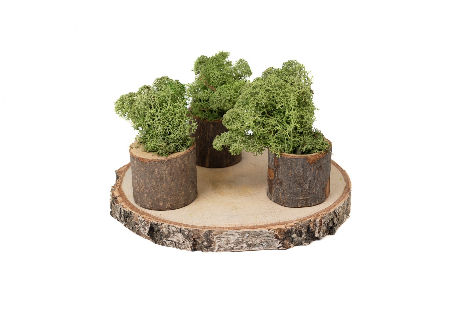 PHOCEALYS │Lichen stabilisé│vente aux pros│Grossiste