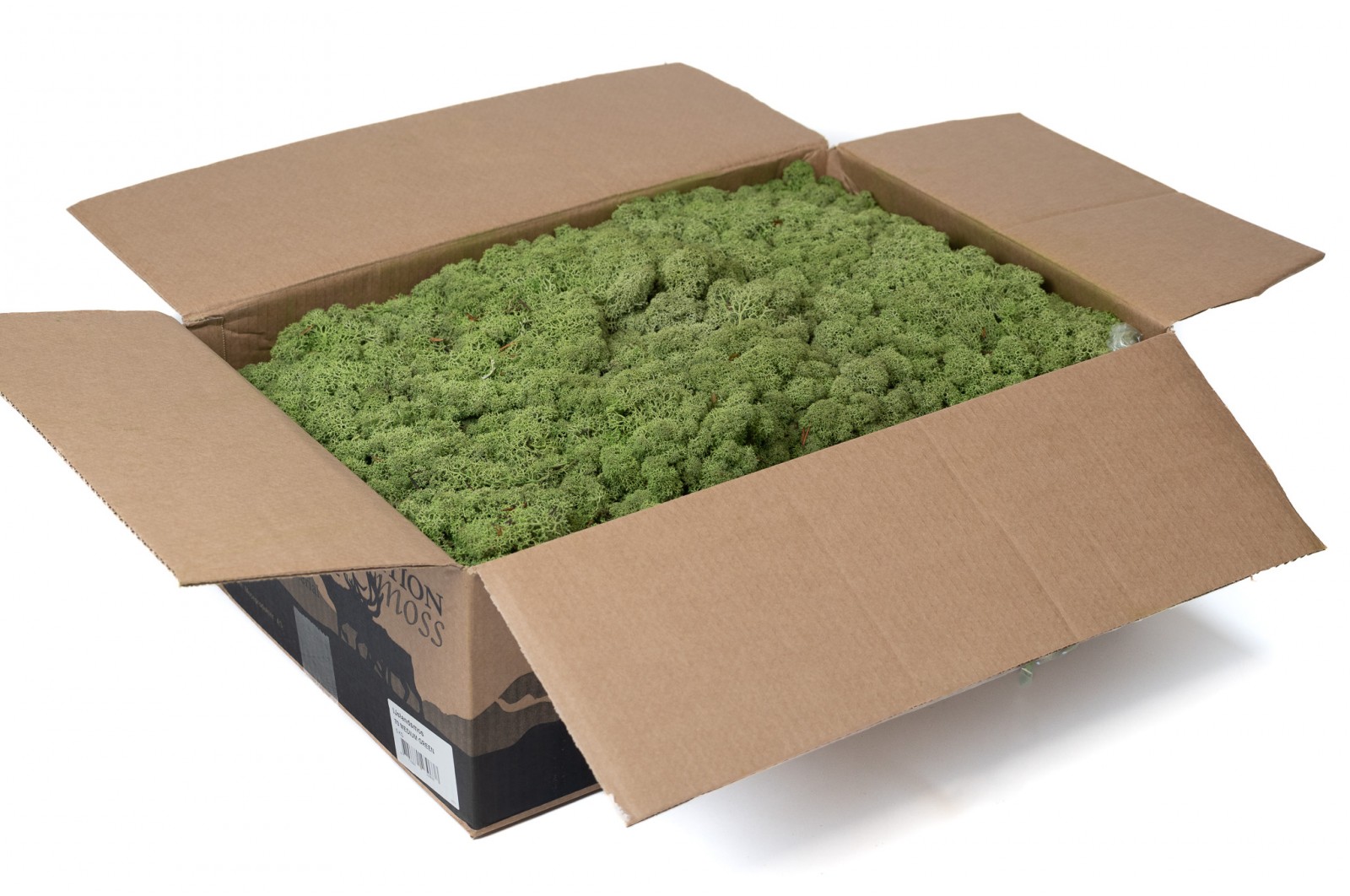PHOCEALYS │Lichen stabilisé│vente aux pros│Grossiste
