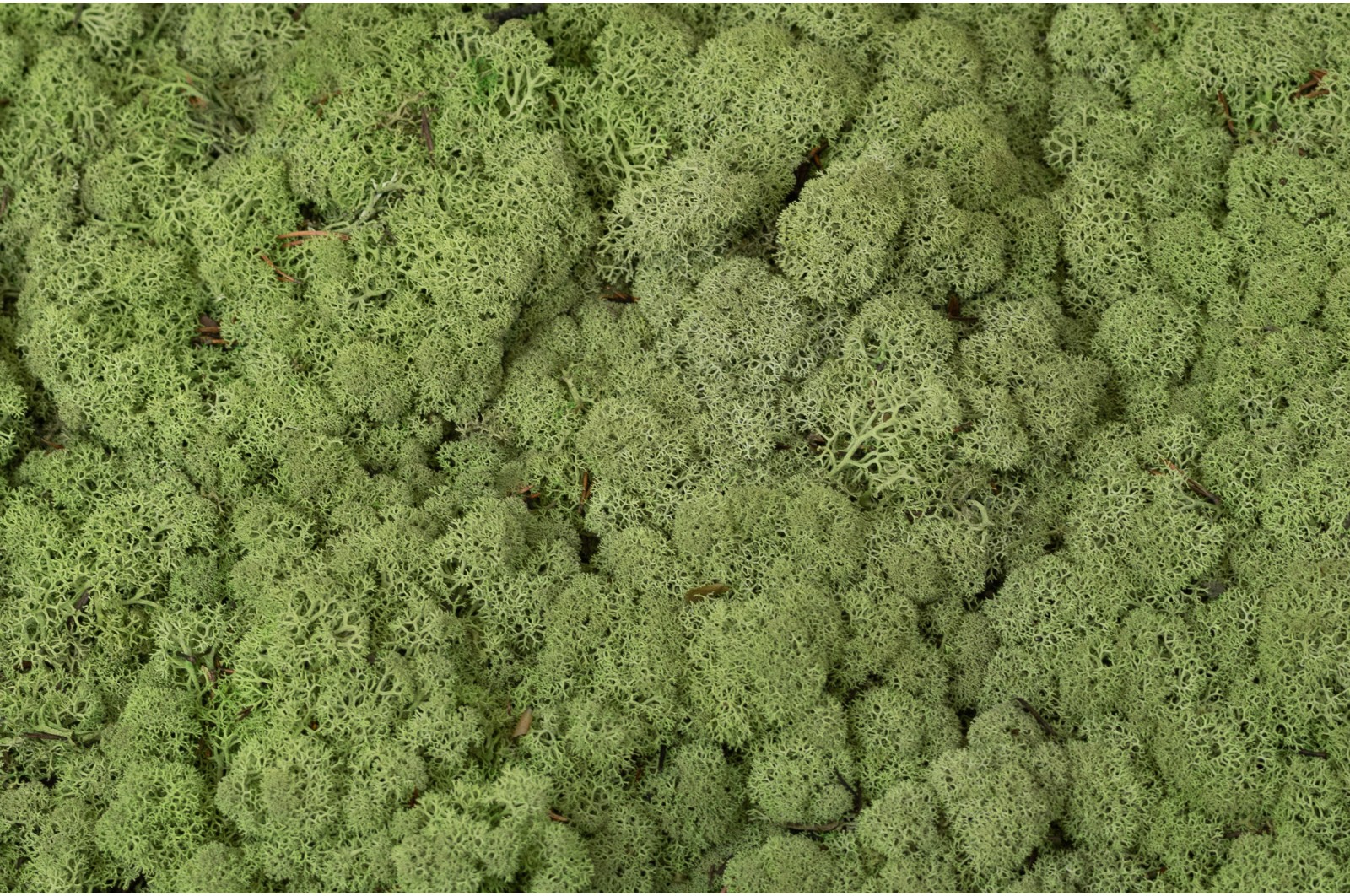 PHOCEALYS │Lichen stabilisé│vente aux pros│Grossiste