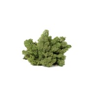 PHOCEALYS │Lichen stabilisé│vente aux pros│Grossiste