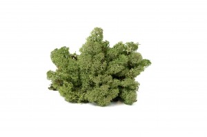 PHOCEALYS │Lichen stabilisé│vente aux pros│Grossiste