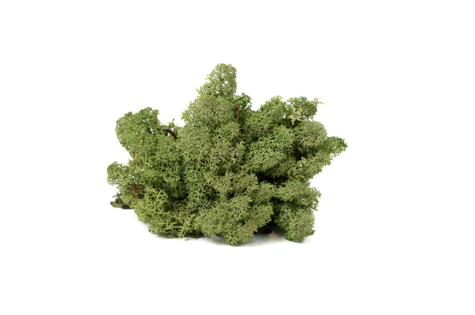 PHOCEALYS │Lichen stabilisé│vente aux pros│Grossiste