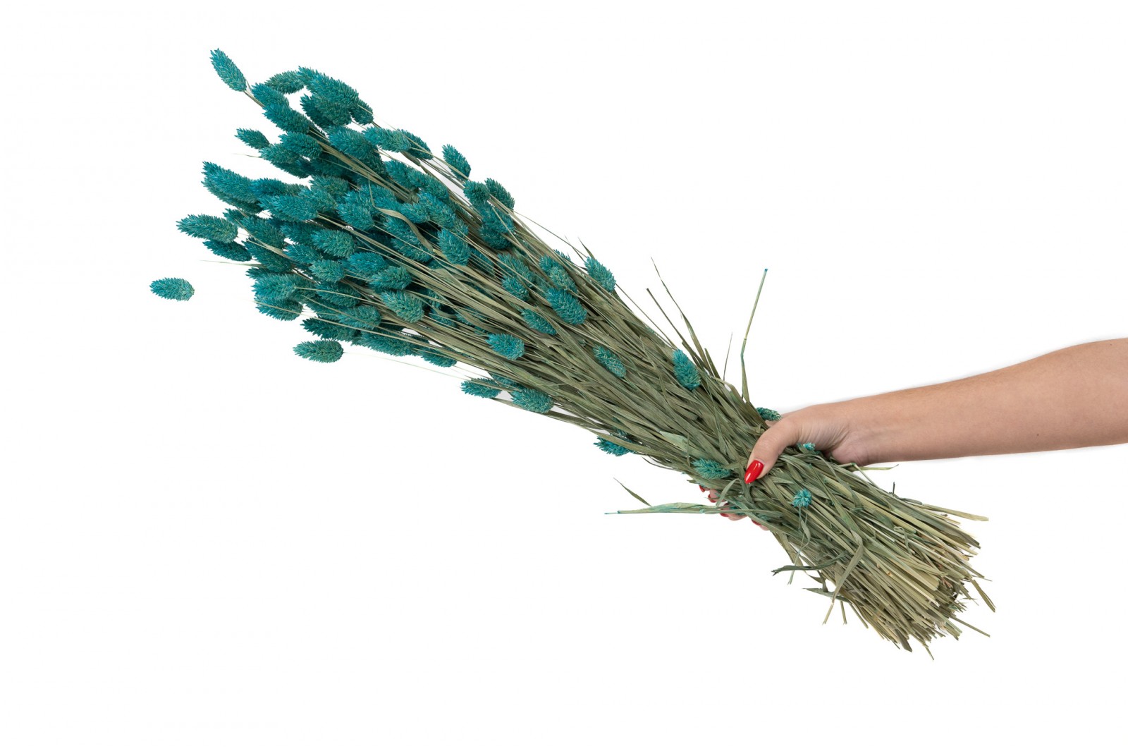 PHOCEALYS │Phalaris sec │vente aux pros│Grossiste en fleurs séchées
