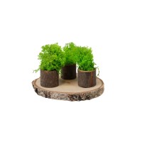 PHOCEALYS │Lichen stabilisé│vente aux pros│Grossiste