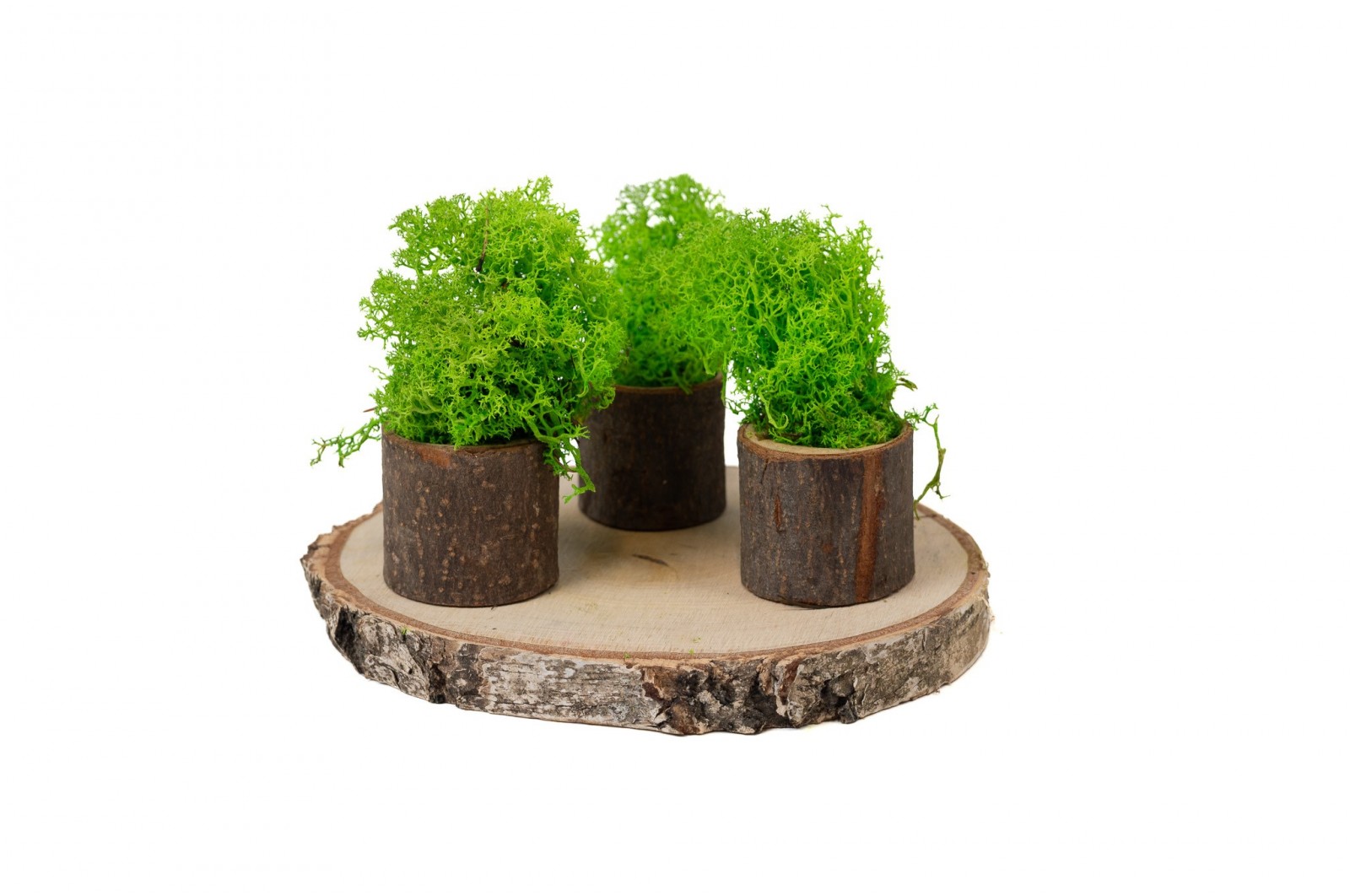 PHOCEALYS │Lichen stabilisé│vente aux pros│Grossiste