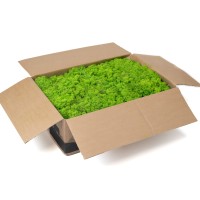 PHOCEALYS │Lichen stabilisé│vente aux pros│Grossiste