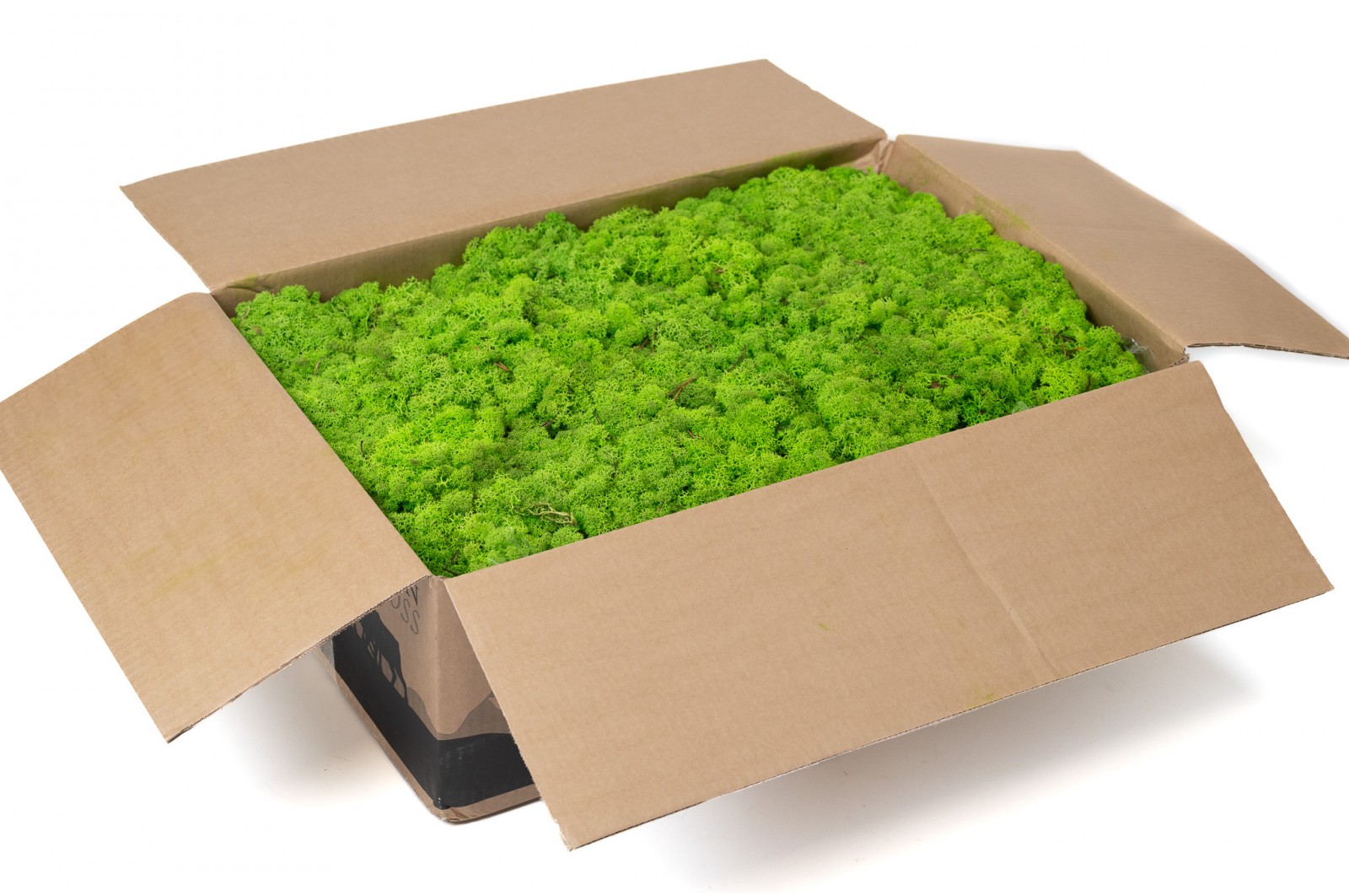 PHOCEALYS │Lichen stabilisé│vente aux pros│Grossiste
