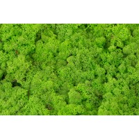PHOCEALYS │Lichen stabilisé│vente aux pros│Grossiste