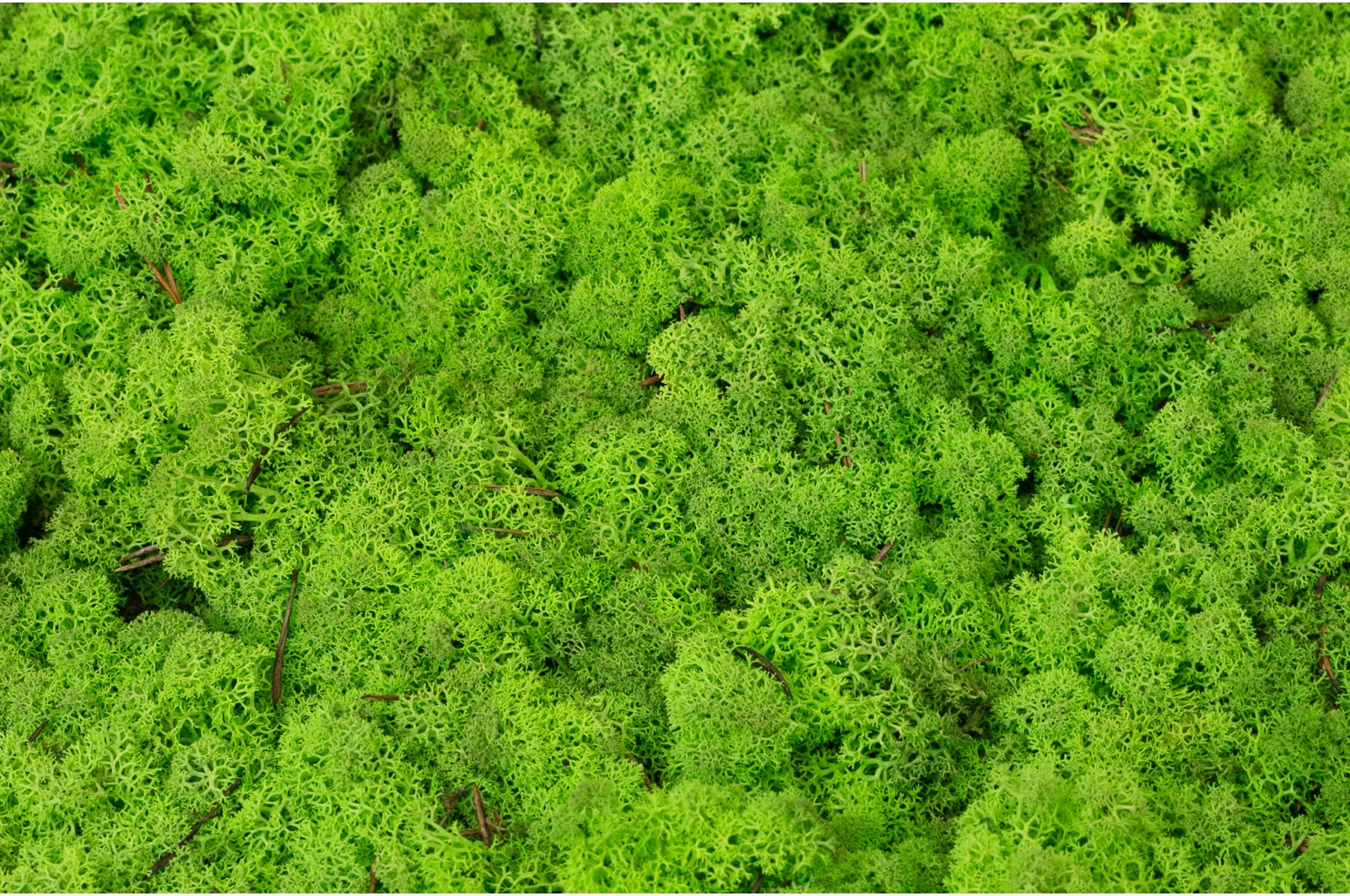 PHOCEALYS │Lichen stabilisé│vente aux pros│Grossiste