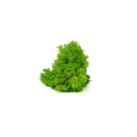 PHOCEALYS │Lichen stabilisé│vente aux pros│Grossiste