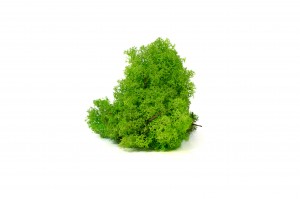 PHOCEALYS │Lichen stabilisé│vente aux pros│Grossiste