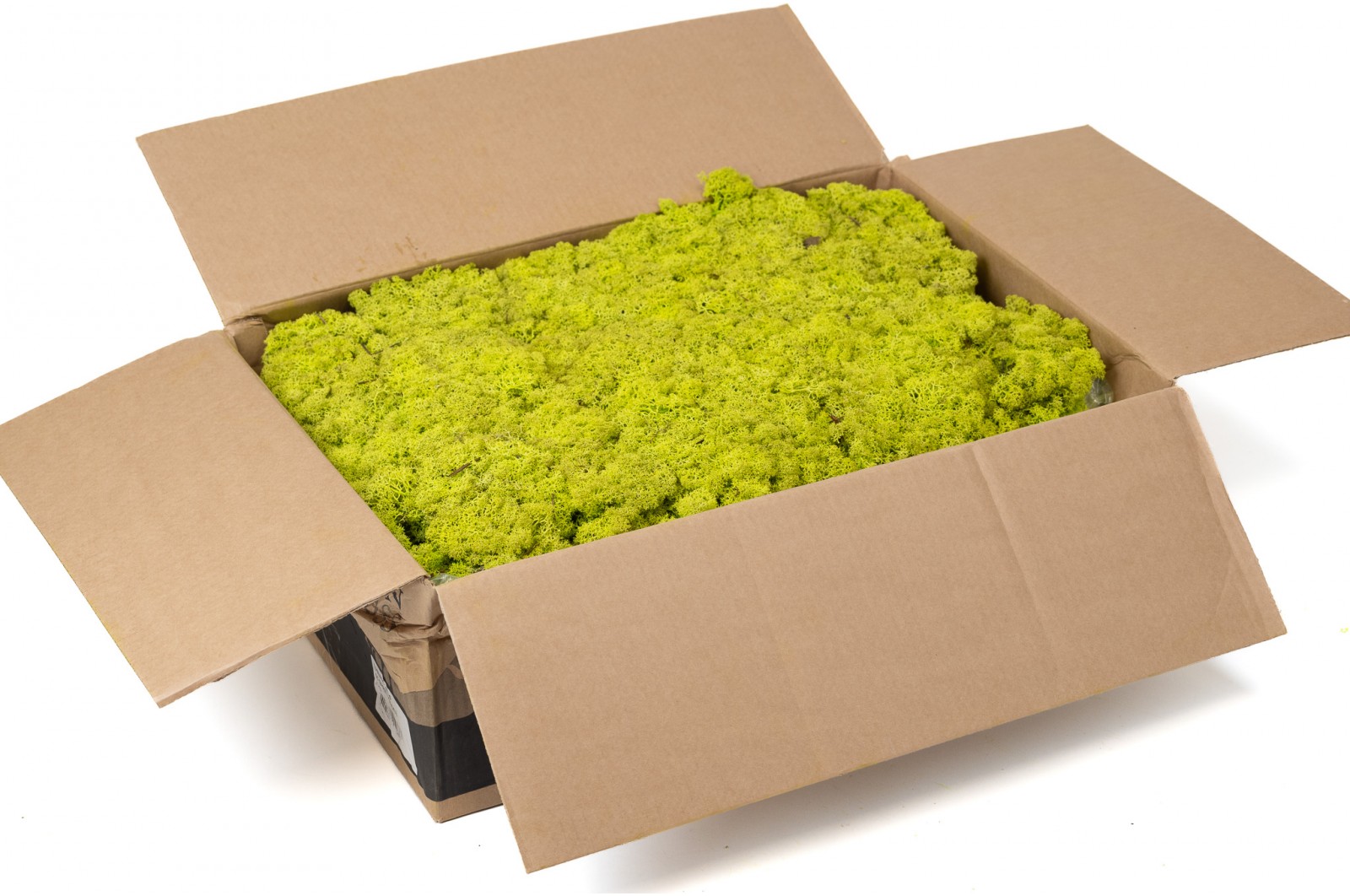 PHOCEALYS │Lichen stabilisé│vente aux pros│Grossiste
