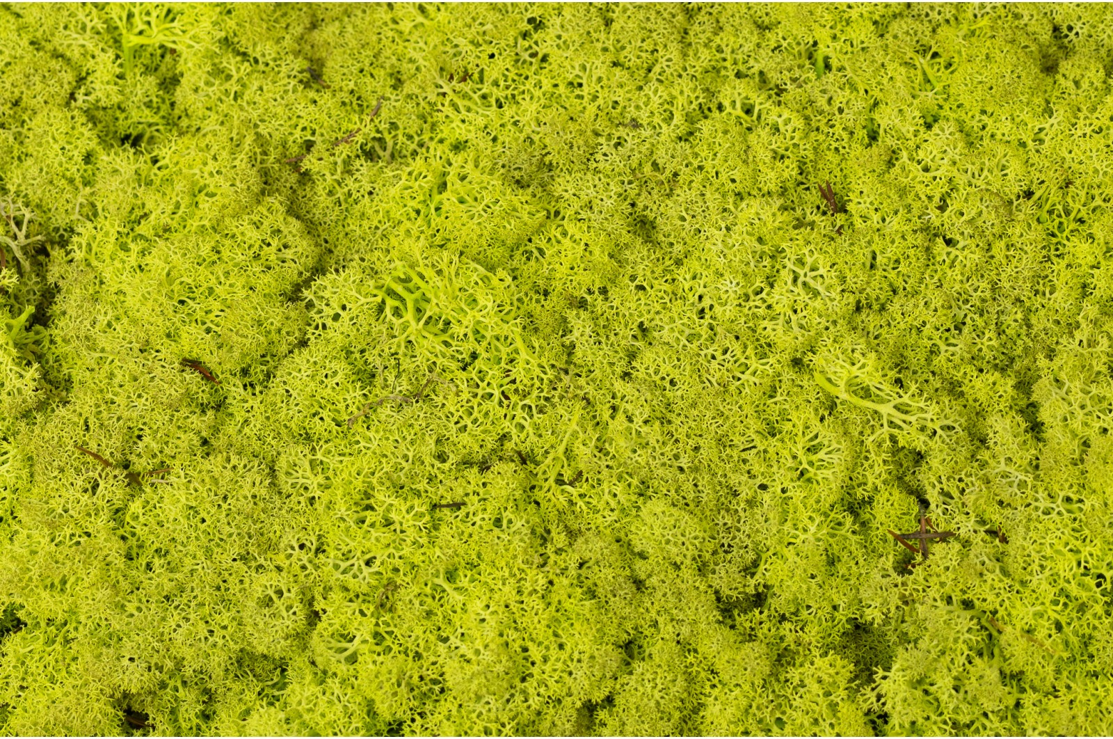 PHOCEALYS │Lichen stabilisé│vente aux pros│Grossiste