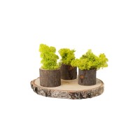 PHOCEALYS │Lichen stabilisé│vente aux pros│Grossiste