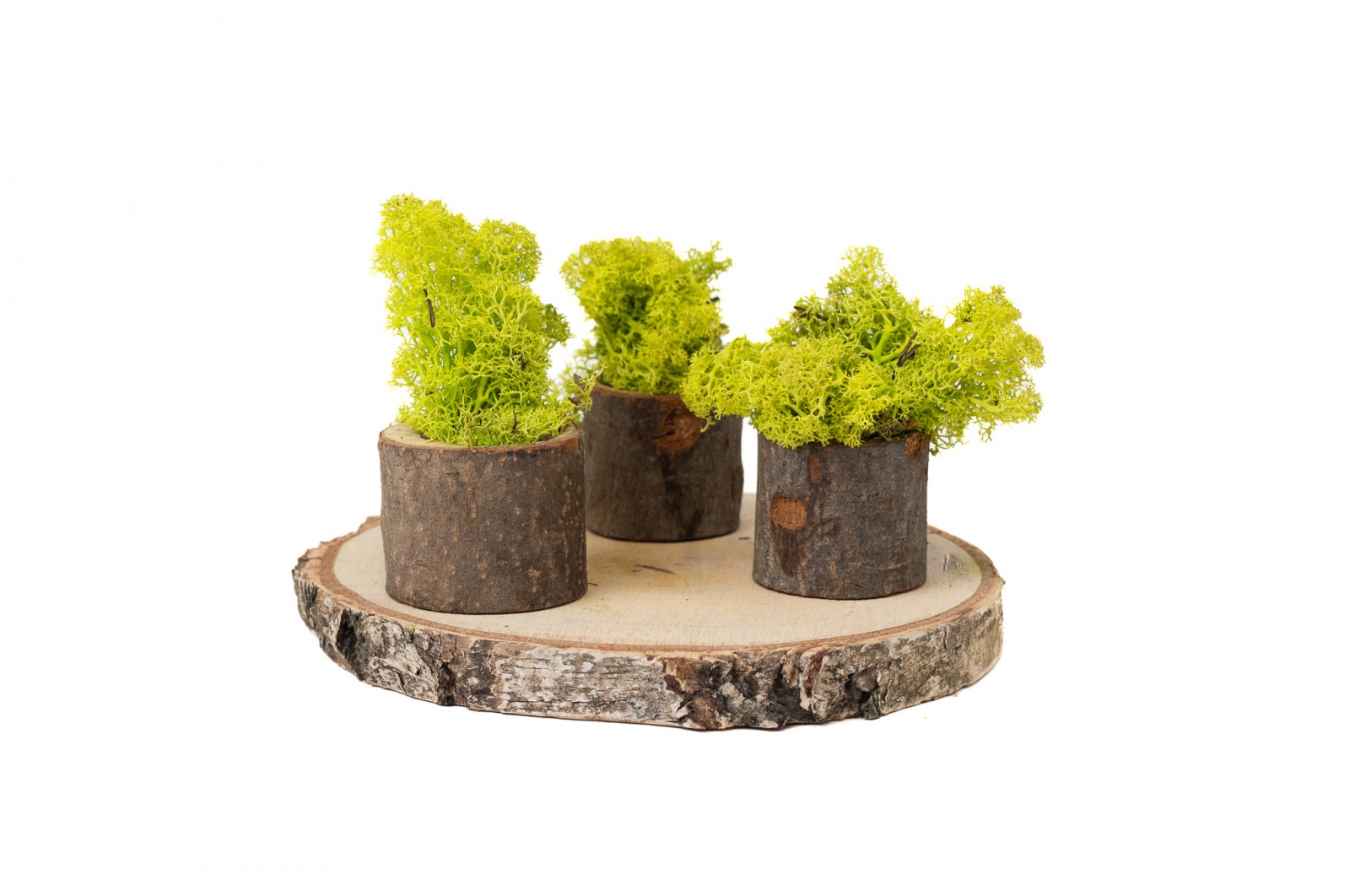PHOCEALYS │Lichen stabilisé│vente aux pros│Grossiste