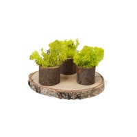 PHOCEALYS │Lichen stabilisé 500g│vente aux pros│Grossiste