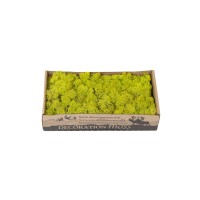 PHOCEALYS │Lichen stabilisé 500g│vente aux pros│Grossiste