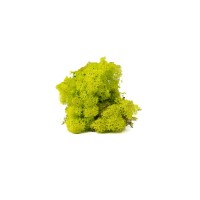 PHOCEALYS │Lichen stabilisé 500g│vente aux pros│Grossiste