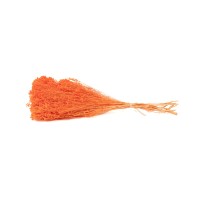 PHOCEALYS │Broom bloom sec│vente aux pros│Grossiste en fleurs séchées