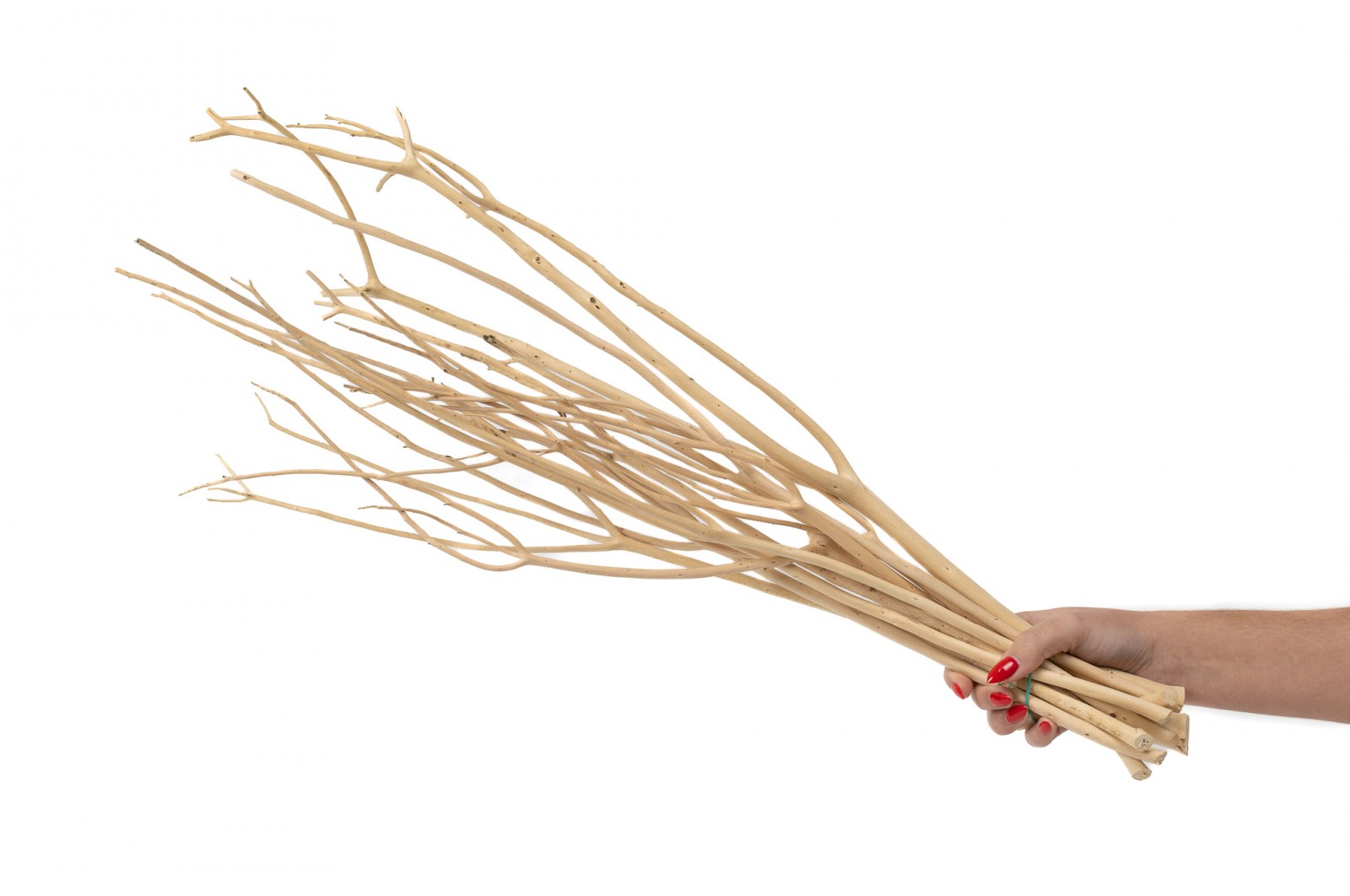 Branches de mitsumata │vente aux pros│Grossiste en fleurs séchées