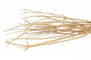 Branches de mitsumata │vente aux pros│Grossiste en fleurs séchées