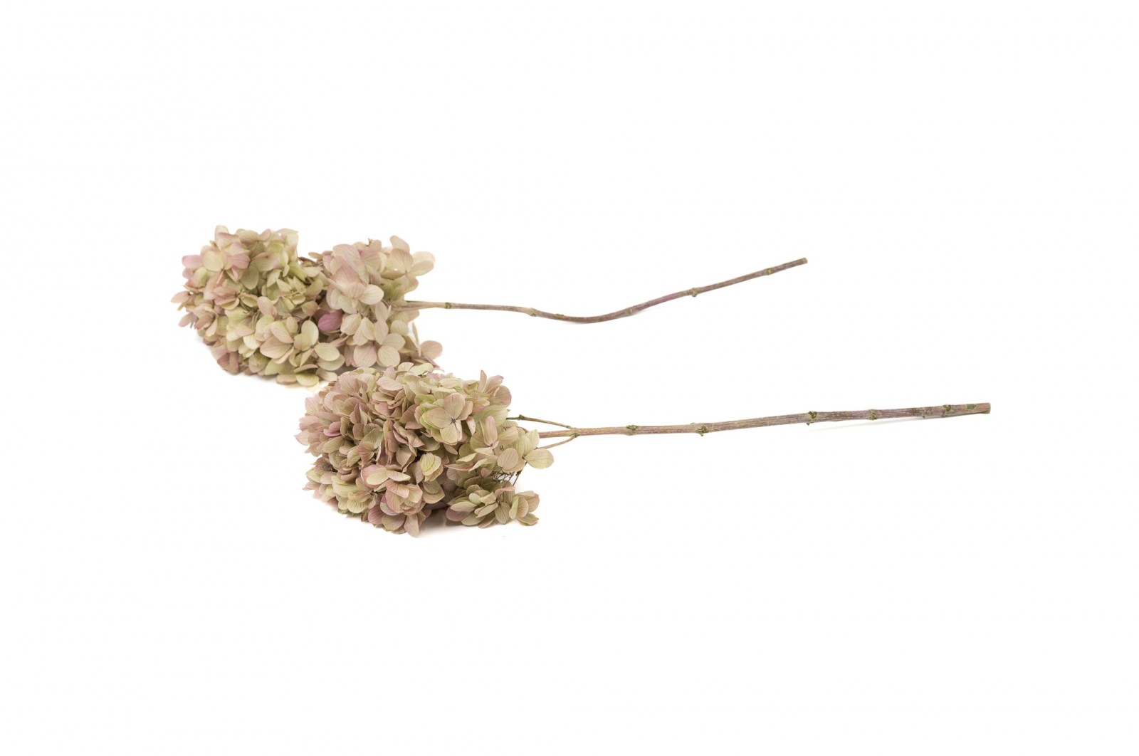Hortensia grandiflora stabilisé │vente aux pros│Grossiste