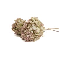 Hortensia grandiflora stabilisé │vente aux pros│Grossiste