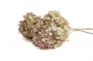 Hortensia grandiflora stabilisé │vente aux pros│Grossiste