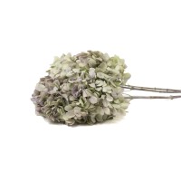 Hortensia grandiflora stabilisé │vente aux pros│Grossiste