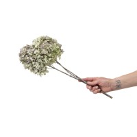 Hortensia grandiflora stabilisé │vente aux pros│Grossiste