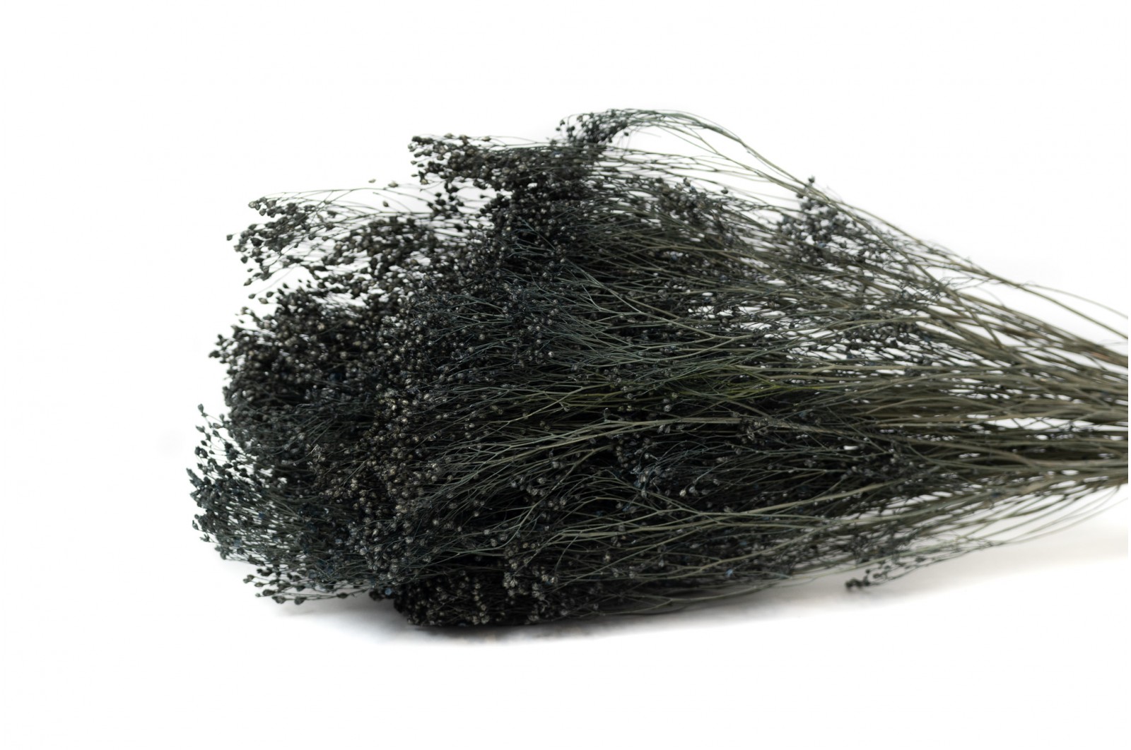PHOCEALYS │Broom bloom sec│vente aux pros│Grossiste en fleurs séchées
