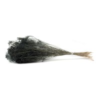 PHOCEALYS │Broom bloom sec│vente aux pros│Grossiste en fleurs séchées