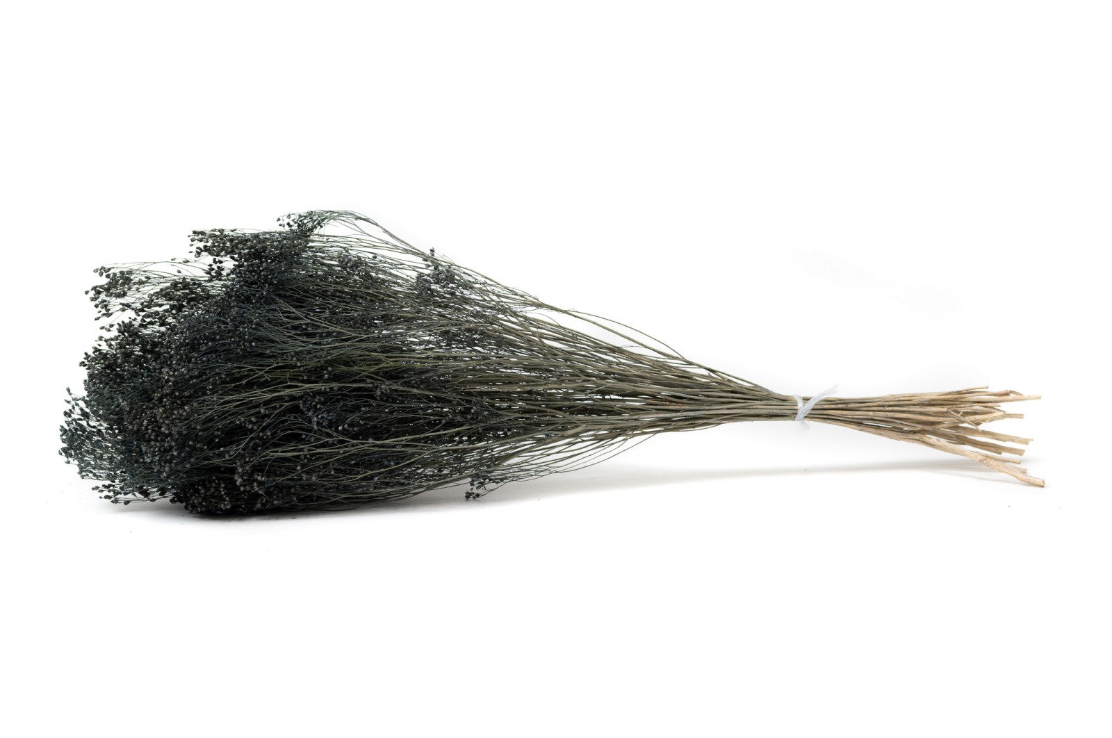 PHOCEALYS │Broom bloom sec│vente aux pros│Grossiste en fleurs séchées