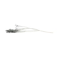 PHOCEALYS │Broom bloom sec│vente aux pros│Grossiste en fleurs séchées
