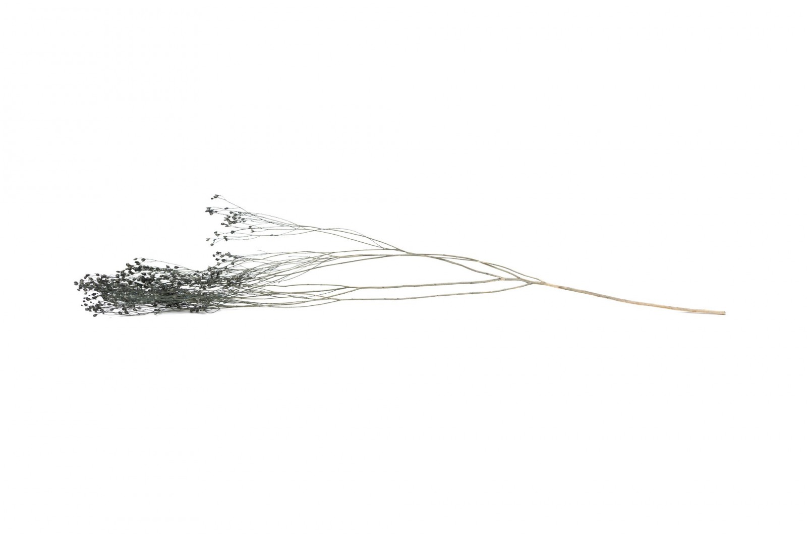 PHOCEALYS │Broom bloom sec│vente aux pros│Grossiste en fleurs séchées