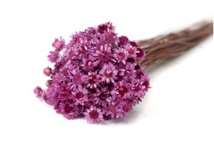 Glixia sèche géante│vente aux pros│Grossiste en fleurs séchées