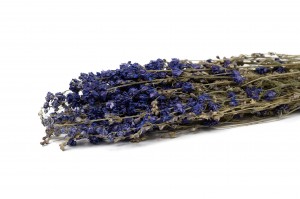 PHOCEALYS │delphinium sec│vente aux pros│Grossiste en fleurs séchées