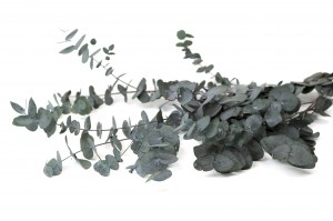 Eucalyptus cinerea stabilisé │vente aux pros│Grossiste