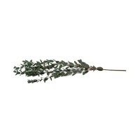PHOCEALYS │Eucalyptus parvifolia stabilisé │vente aux pros│Grossiste