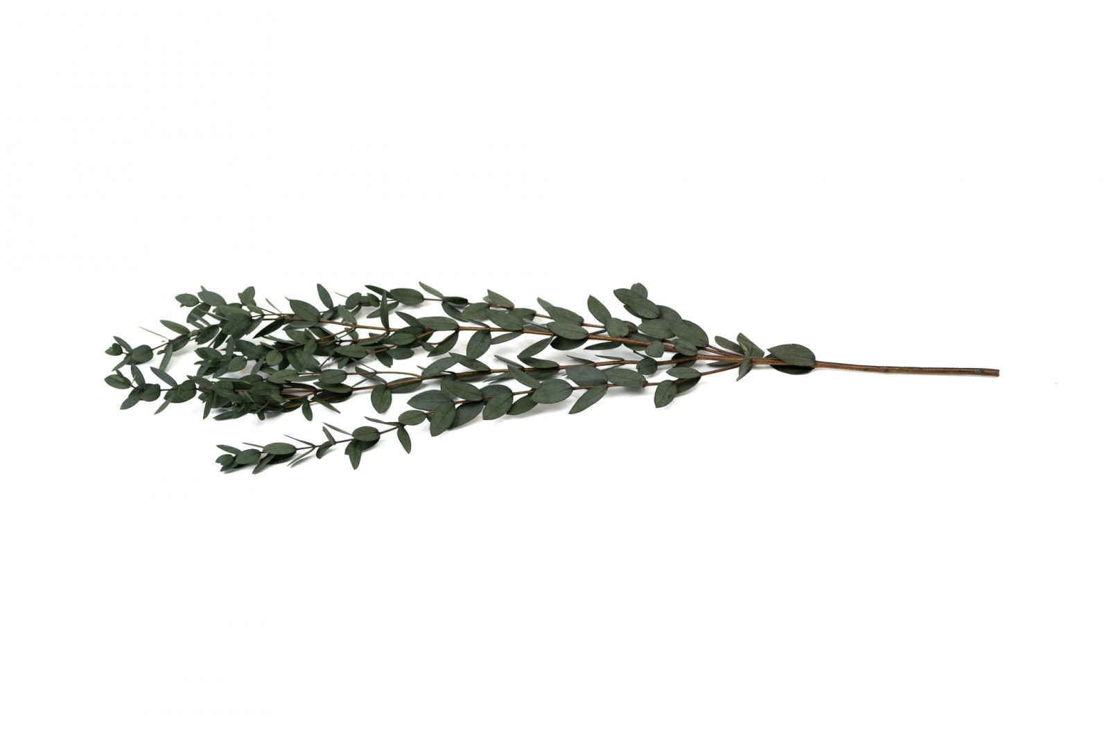 PHOCEALYS │Eucalyptus parvifolia stabilisé │vente aux pros│Grossiste