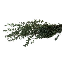 PHOCEALYS │Eucalyptus parvifolia stabilisé │vente aux pros│Grossiste