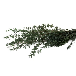 PHOCEALYS │Preserved Eucalyptus parvifolia │Sale to pros│Wholesaler