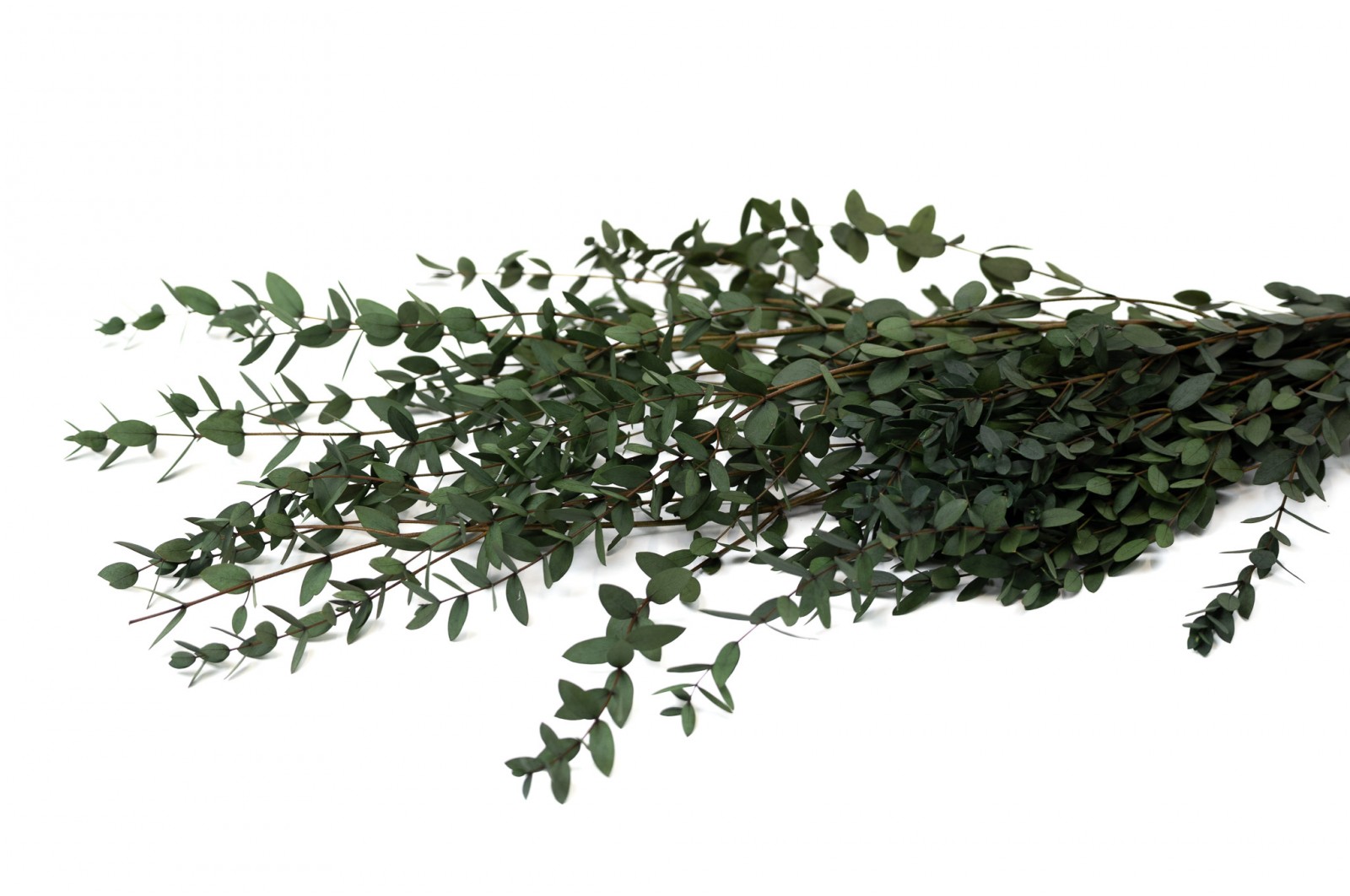 PHOCEALYS │Eucalyptus parvifolia stabilisé │vente aux pros│Grossiste