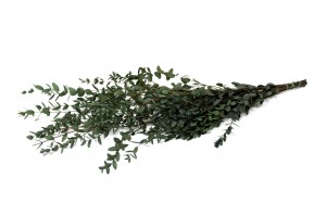 PHOCEALYS │Eucalyptus parvifolia stabilisé │vente aux pros│Grossiste