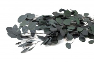 PHOCEALYS │Eucalyptus populus stabilisé │vente aux pros│Grossiste