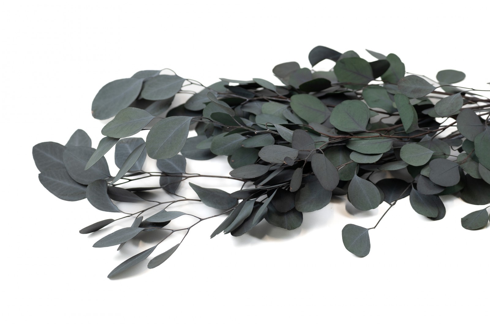 PHOCEALYS │Eucalyptus populus stabilisé │vente aux pros│Grossiste